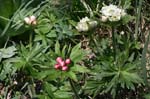 51_Narzissen-Windroeschen_2_0273+