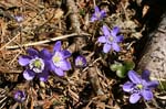 55_Leberbluemchen_1_0023+13+17+18