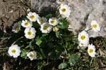 56_Alpen-Hahnenfuss_0354