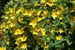 57_Gilbweiderich_1_0507