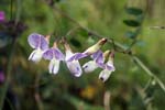 59_Wald-Wicke_0855