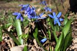 61_SibirischerBlaustern_2553-57