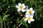 62_Eisenhutblaettriger Hahnenfuss_0388