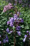 63_Alpen-Milchlattich_1_0509