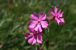 64_Rote_Lichtnelke_0307