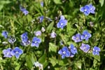 65_Felsen-Ehrenpreis_0199