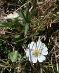 68_WeissesFingerkraut_3115