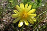 69_Fruehlings-Adonisroeschen_2_3048