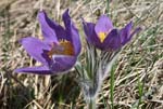 71_Finger-Kuhschelle_2_3129-34