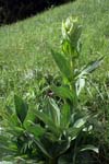72_Weisser_Germer_1_0437