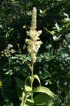 72_Weisser_Germer_3_5421