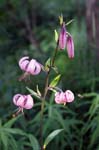 75_Tuerkenbund_1_5407