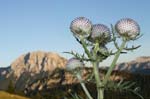 77_Wollkopf-Kratzdistel_5507