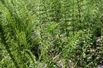 78_Riesen- Schachtelhalm_0189