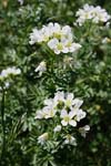 81_Bitteres_Schaumkraut_8016