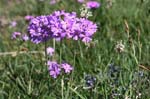 84_Mehlprimel_9168