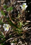 87_Alpen-Fettkraut_8245