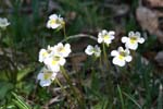 87_Alpen-Fettkraut_9178