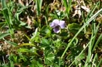 90_Sumpf_Veilchen_8175