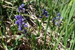 91_Kreuzblume_9237
