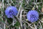 94_Kugelblume_9255