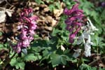 95_2_HohlerLerchensporn_2647+48+35