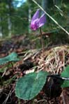 96_Farn_8164