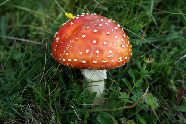 08_Daniel_2549