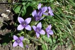 38_Feldenzian_1057