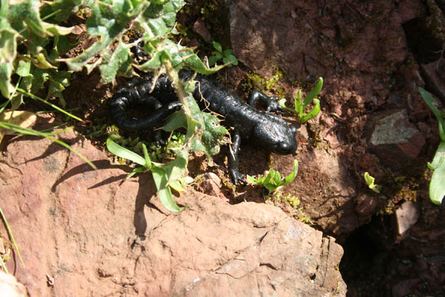 40_Salamander_2759