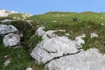 28_Murmeltier_2733