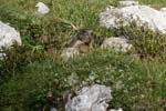 29_Murmeltier_2734