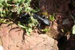 40_Salamander_2759