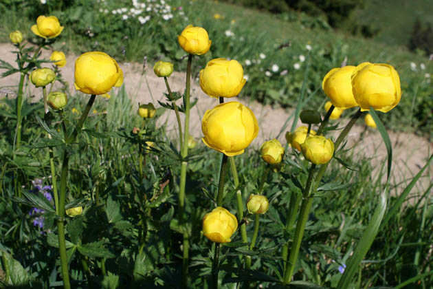 10_Trollblume_0379