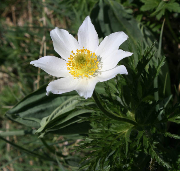 14_Alpen-Anemone_0296