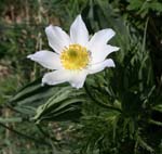 14_Alpen-Anemone_0296