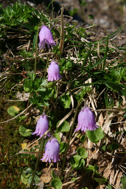 16_Alpengloeckchen_8181+