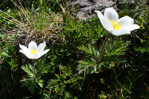 26_Alpen-Anemone_8217