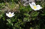 26_Alpen-Anemone_8217
